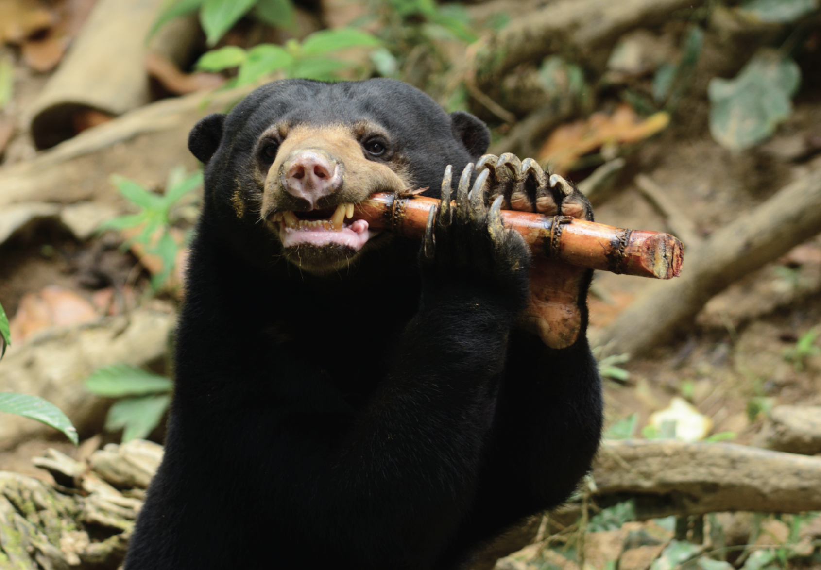 Bornean Sunbear Conservation Society